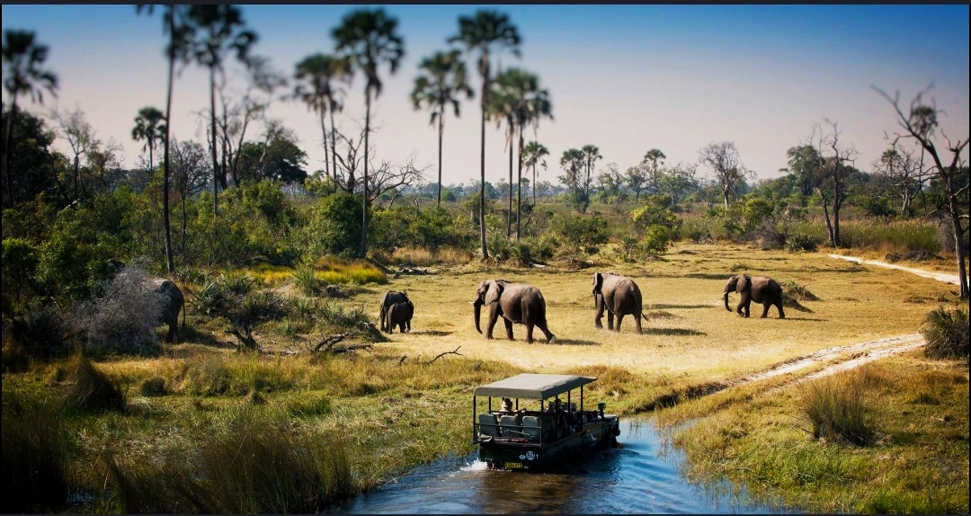 Serengeti Grand Safari